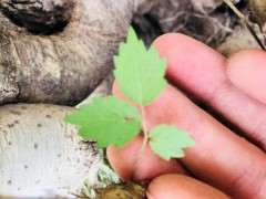 榔榆下山桩和榉树 到底有什么区别 图片