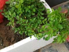 为什么看叶子 不是榔榆下山桩 图片