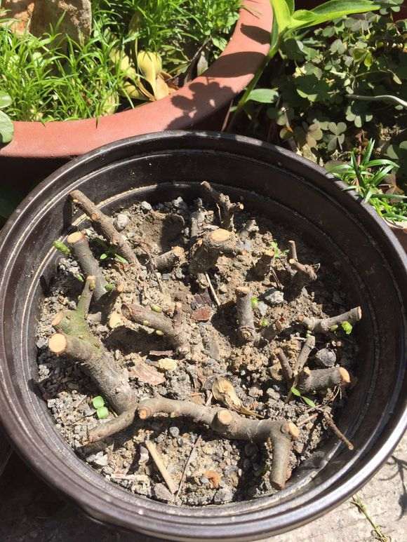剪点榔榆下山桩的枝扦插 怎么样 图片