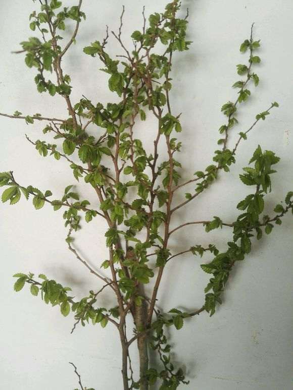 剪点榔榆下山桩的枝扦插 怎么样 图片