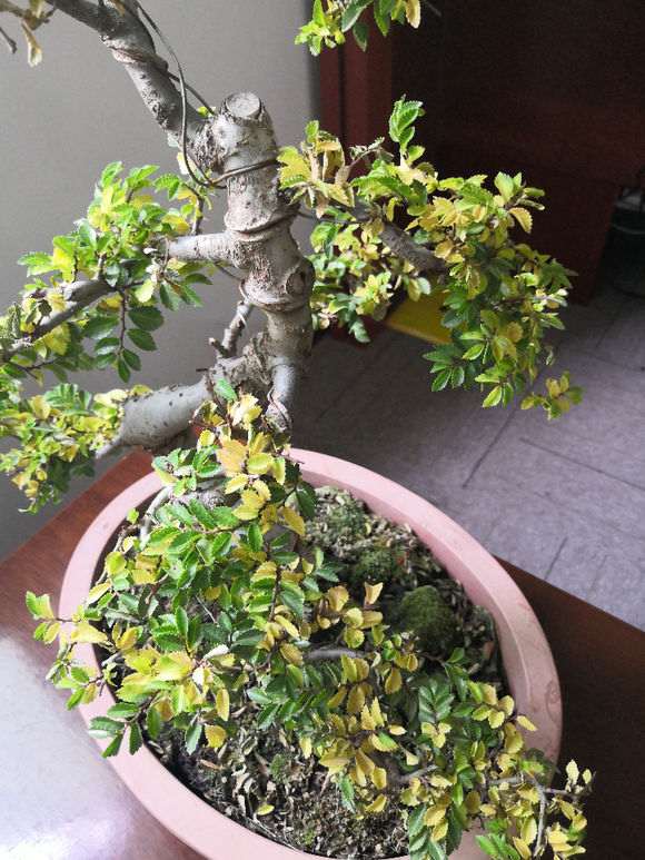 为什么小叶榔榆下山桩盆景的叶子变黄