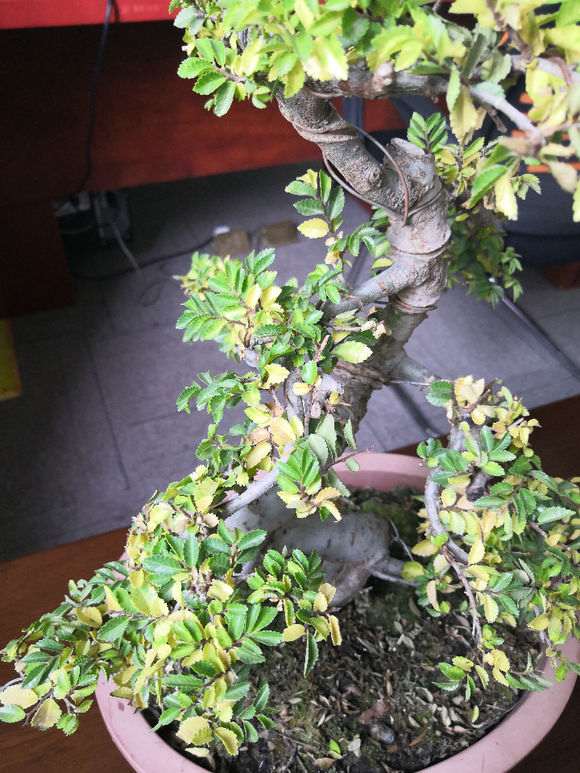 为什么小叶榔榆下山桩盆景的叶子变黄