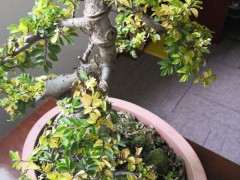 为什么小叶榔榆下山桩盆景的叶子变黄