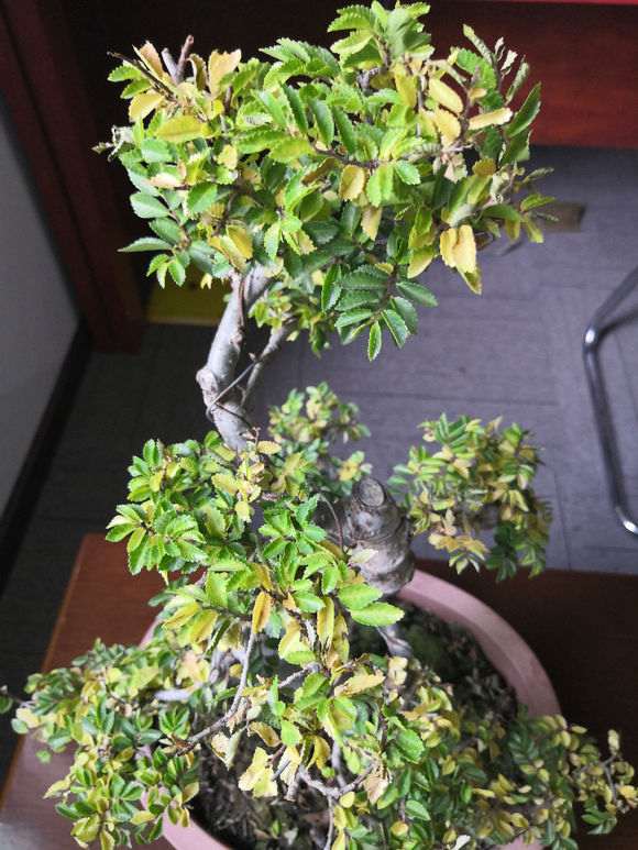 为什么榔榆下山桩长新叶子了 图片