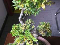 为什么榔榆下山桩长新叶子了 图片