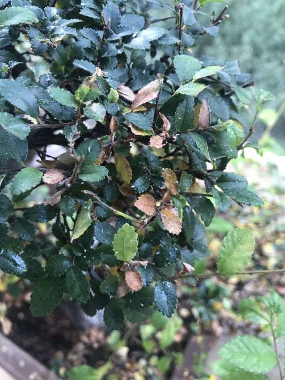 怎么防治榔榆下山桩突然落叶的方法