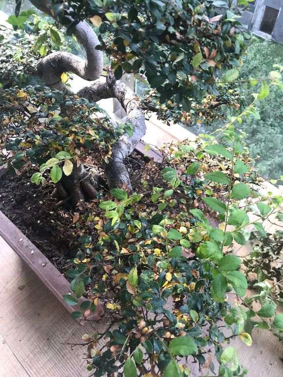 怎么防治榔榆下山桩突然落叶的方法