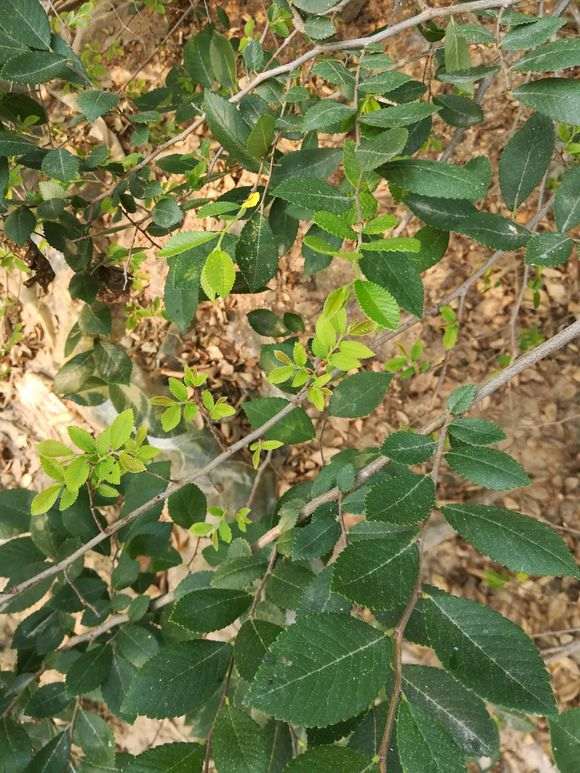 怎么防治榔榆下山桩突然落叶的方法