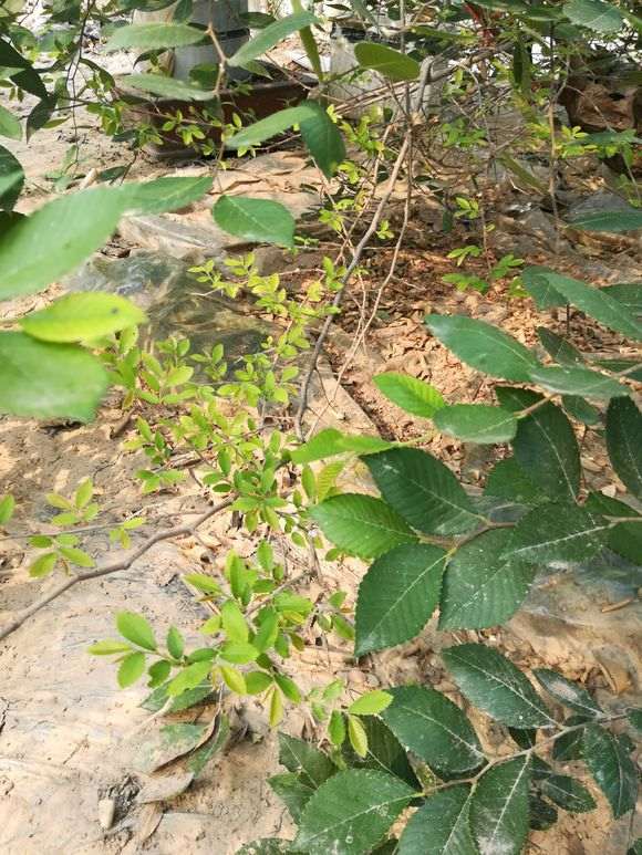 怎么防治榔榆下山桩突然落叶的方法