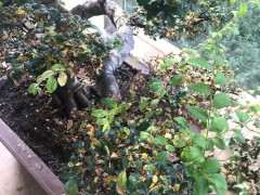 怎么防治榔榆下山桩突然落叶的方法