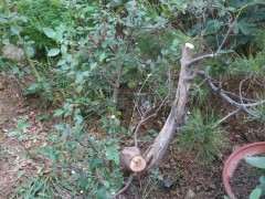 榔榆下山桩和山榆有什么区别 图片