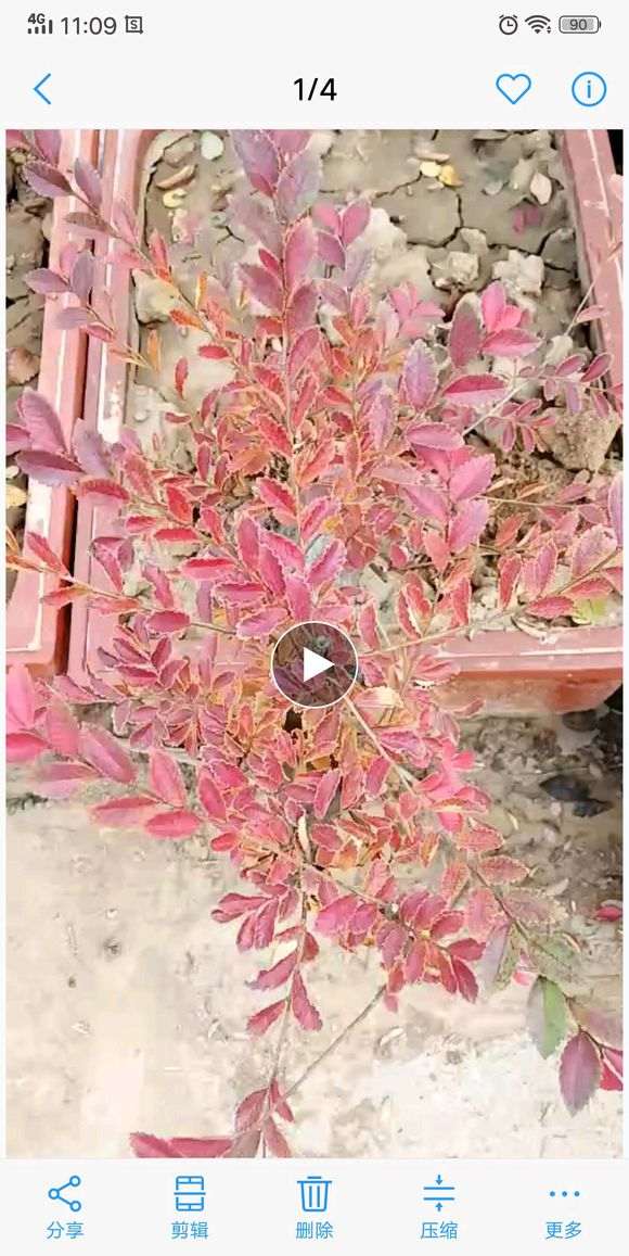 榔榆下山桩到了秋天都是红叶吗 图片