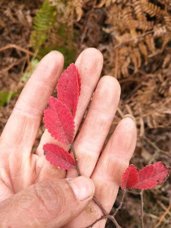 榔榆下山桩到了秋天都是红叶吗 图片