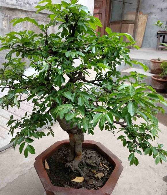 为什么榔榆下山桩秋天结钱 图片