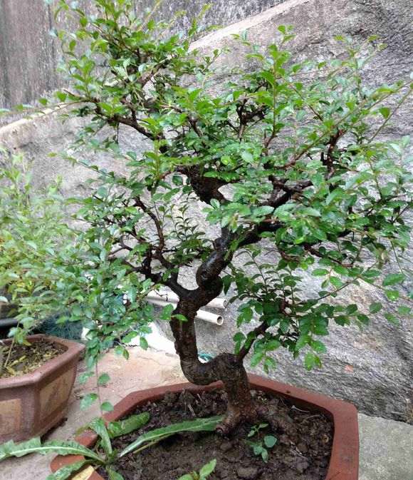 为什么榔榆下山桩秋天结钱 图片