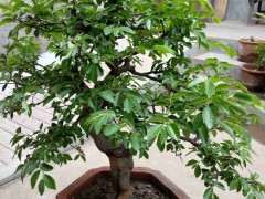 为什么榔榆下山桩秋天结钱 图片