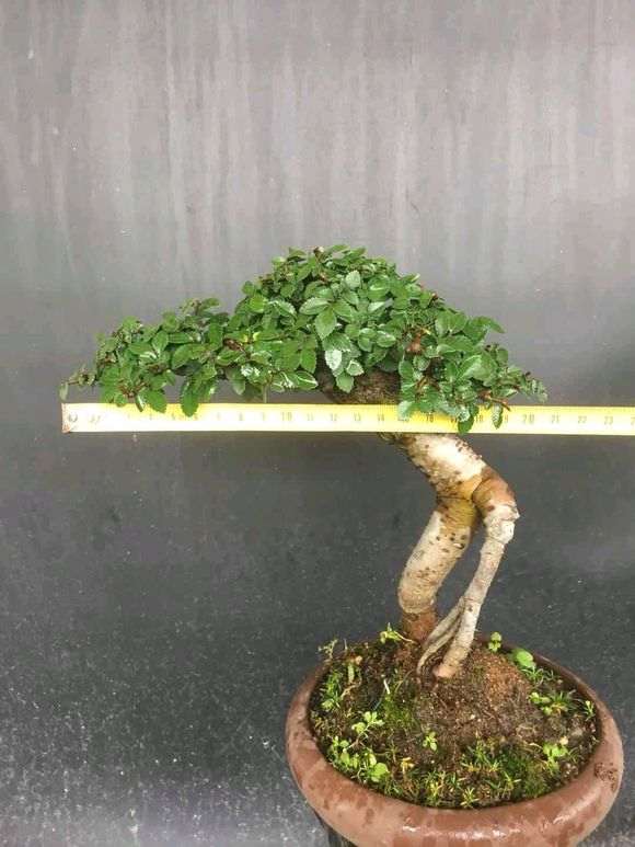 这才是榔榆下山桩 你们别骗人了 图片