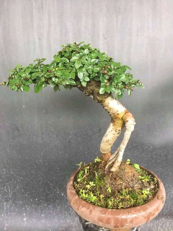 这才是榔榆下山桩 你们别骗人了 图片