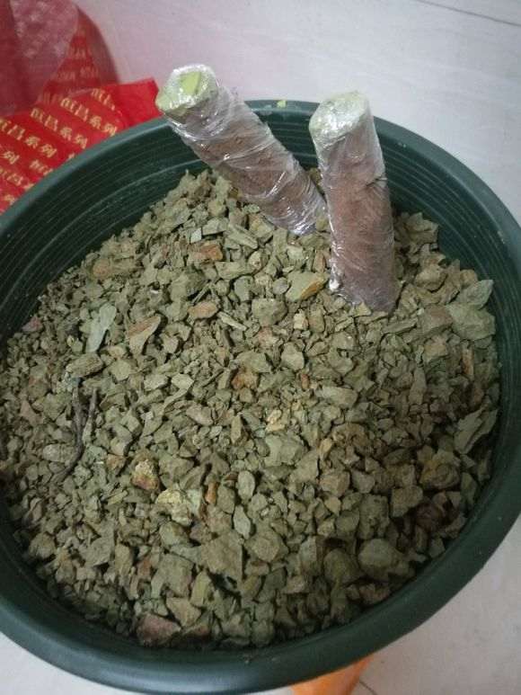 为什么新栽的榔榆下山桩别急着浇水 图片