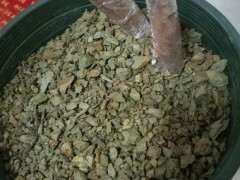 为什么新栽的榔榆下山桩别急着浇水 图片