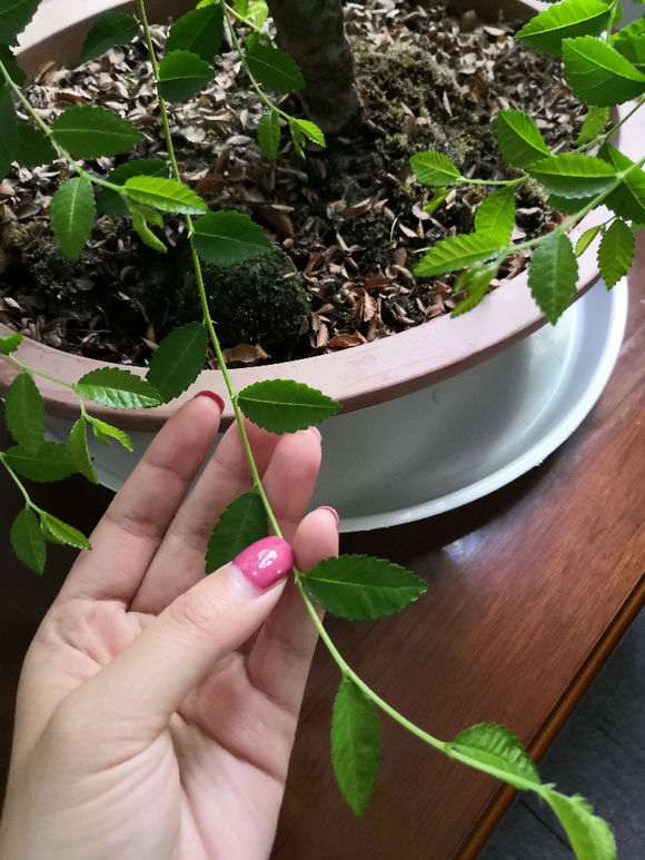 榔榆下山桩什么时候浇水最好 图片