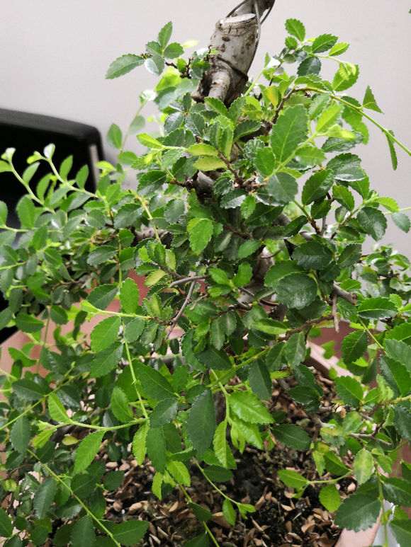 榔榆下山桩什么时候浇水最好 图片