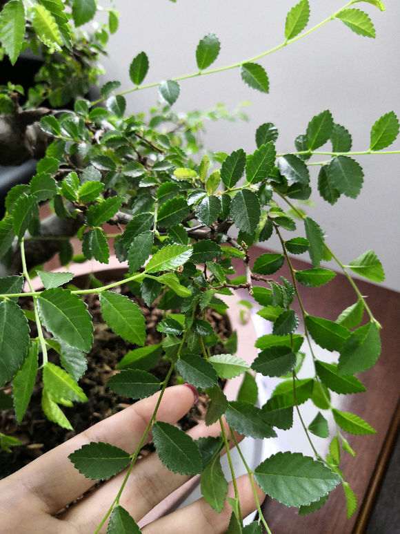 榔榆下山桩什么时候浇水最好 图片