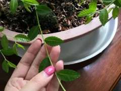 榔榆下山桩什么时候浇水最好 图片