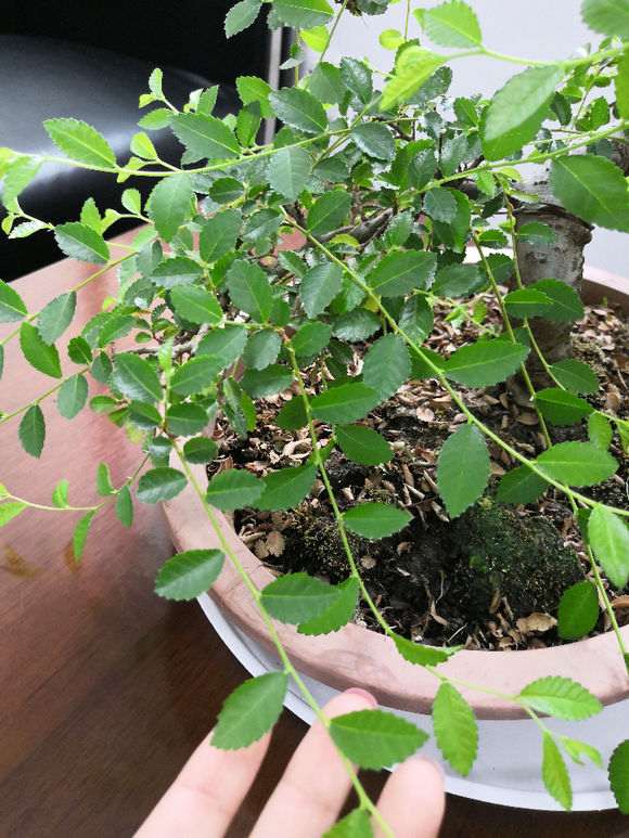 榔榆下山桩叶子干了 怎么办 图片