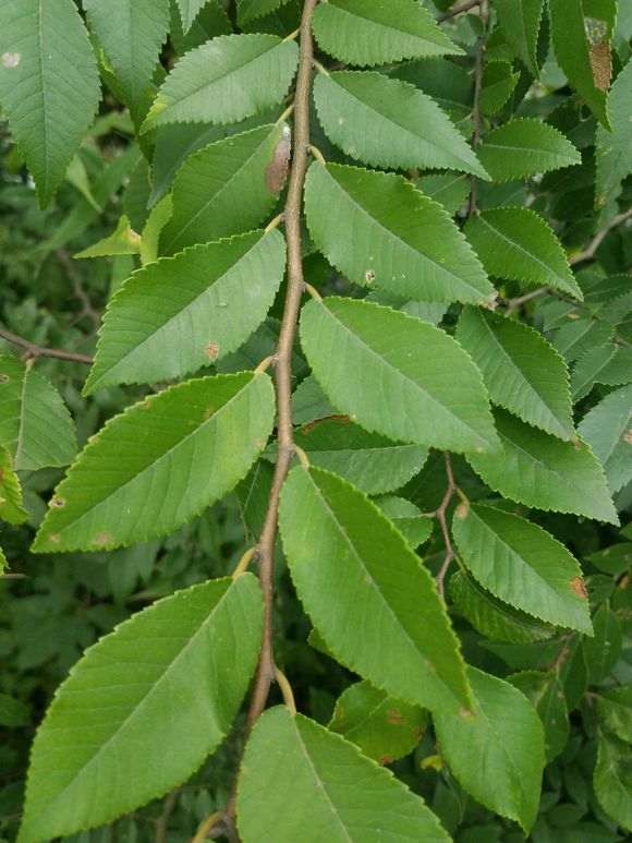 家榆 榔榆下山桩 花皮榆怎么区分 图片