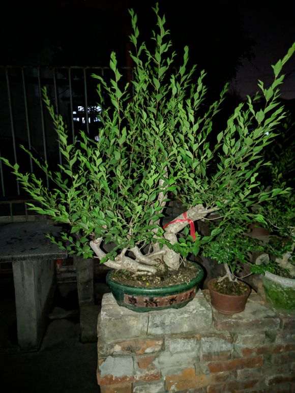 榔榆下山桩有没有家榆生长速度快 图片