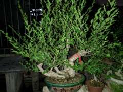 榔榆下山桩有没有家榆生长速度快 图片