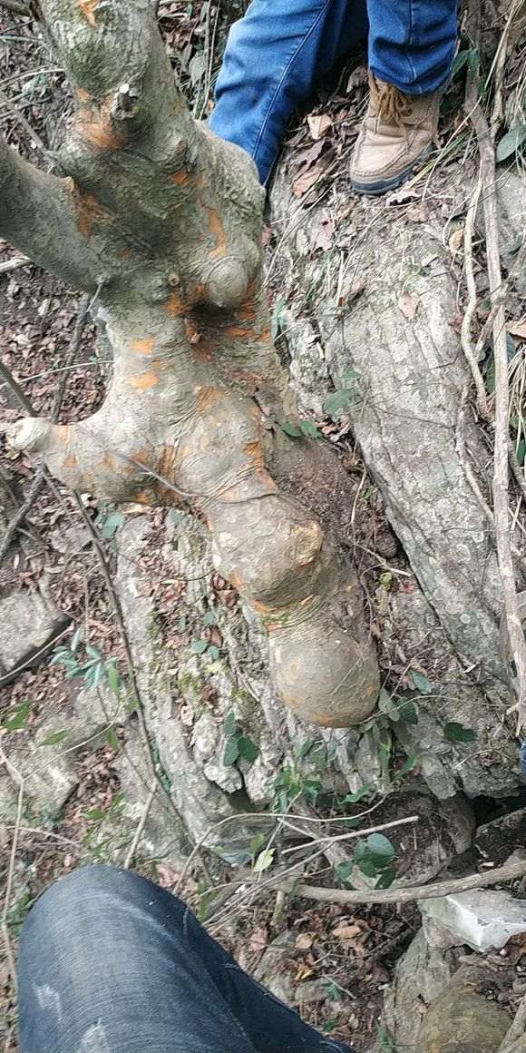 这是榔榆下山桩还是榉树 怎么区别 图片