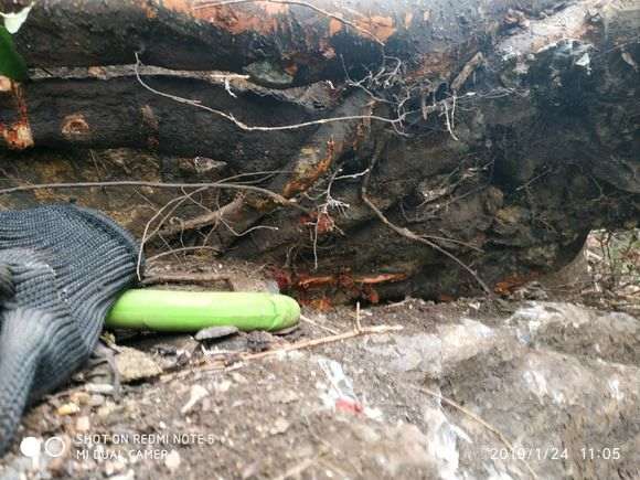 这是榔榆下山桩还是榉树 怎么区别 图片