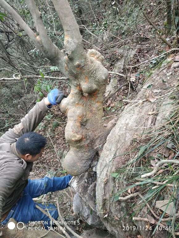 这是榔榆下山桩还是榉树 怎么区别 图片