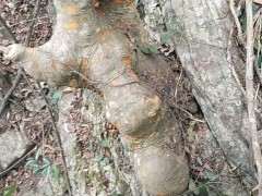 这是榔榆下山桩 还是榉树 怎么区别 图片