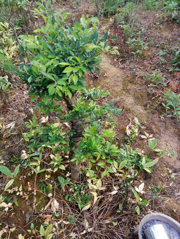 地栽榔榆下山桩 求怎么造型的方法 图片