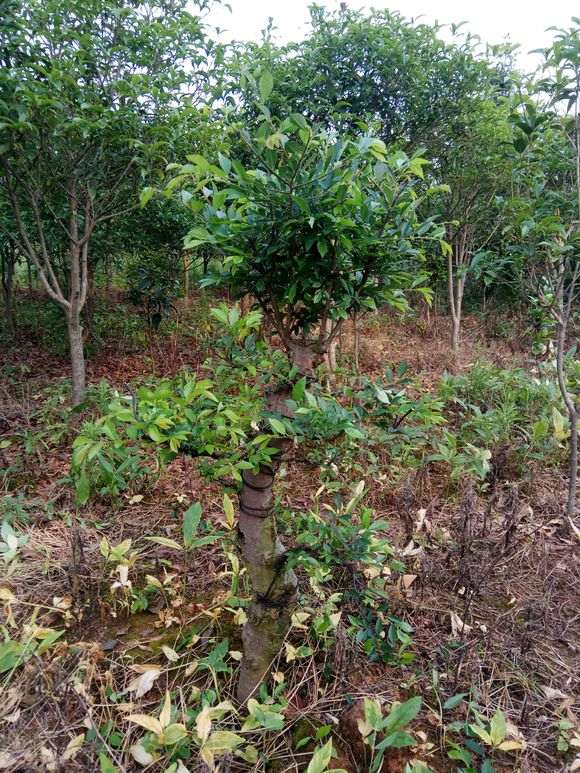 地栽榔榆下山桩 求怎么造型的方法 图片