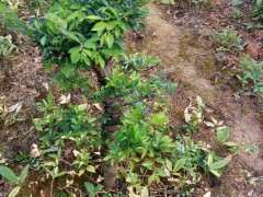 地栽榔榆下山桩 求怎么造型的方法 图片