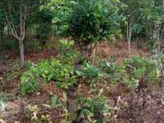 为什么榔榆下山桩只在秋天开花结榆钱 图片