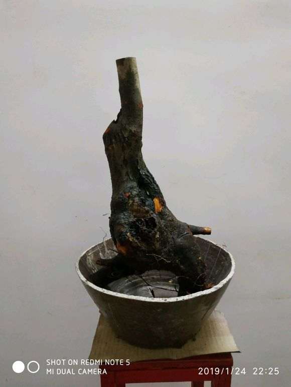 为什么没有真正的榔榆下山桩 图片