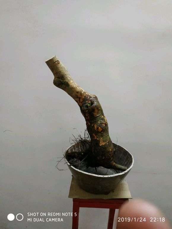 为什么没有真正的榔榆下山桩 图片