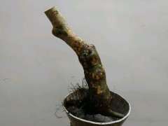 为什么没有真正的榔榆下山桩 图片