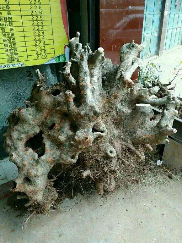 为什么榔榆下山桩的根呈红色 图片