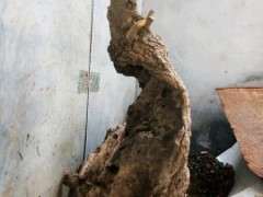 为什么榔榆下山桩的根呈红色 图片