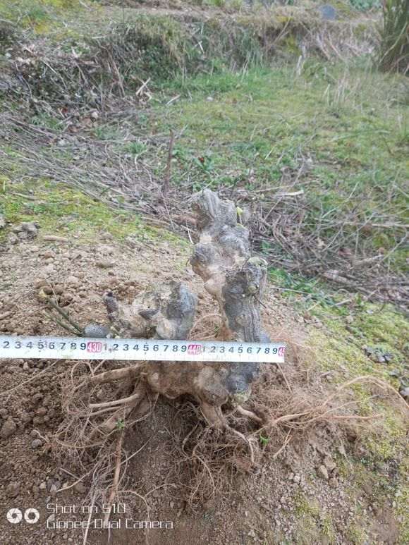 这种扭曲的榔榆下山桩 是怎么生长出来的