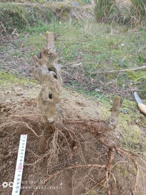 这种扭曲的榔榆下山桩 是怎么生长出来的