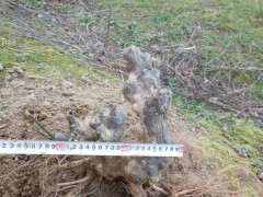 这种扭曲的榔榆下山桩 是怎么生长出来的