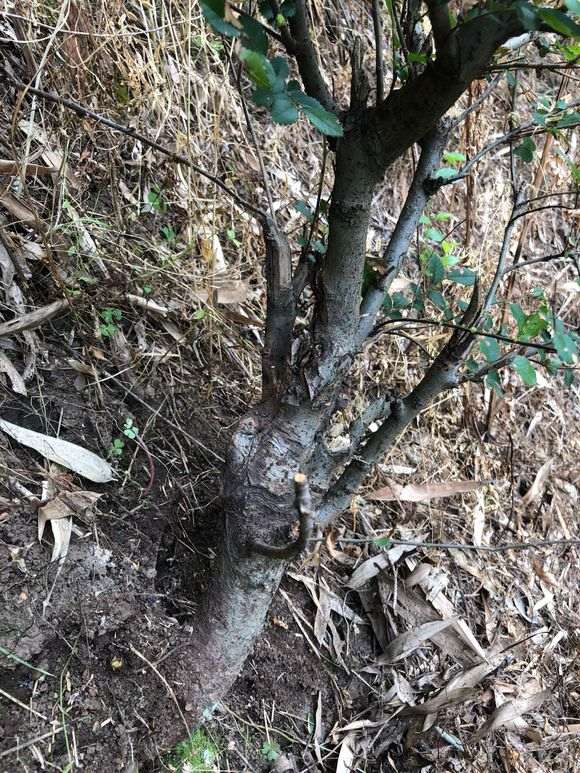 这是榔榆下山桩 还是榆树下山桩 怎么区别