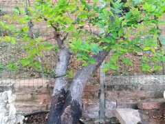 这是榔榆下山桩 还是榆树下山桩 怎么区别